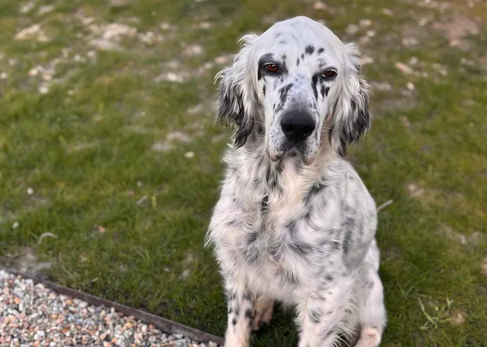 La Foret Сен-Совёр